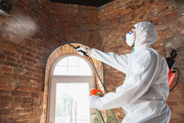 Why You Should Choose Our Mold Remediation Services in Big Sandy, TX